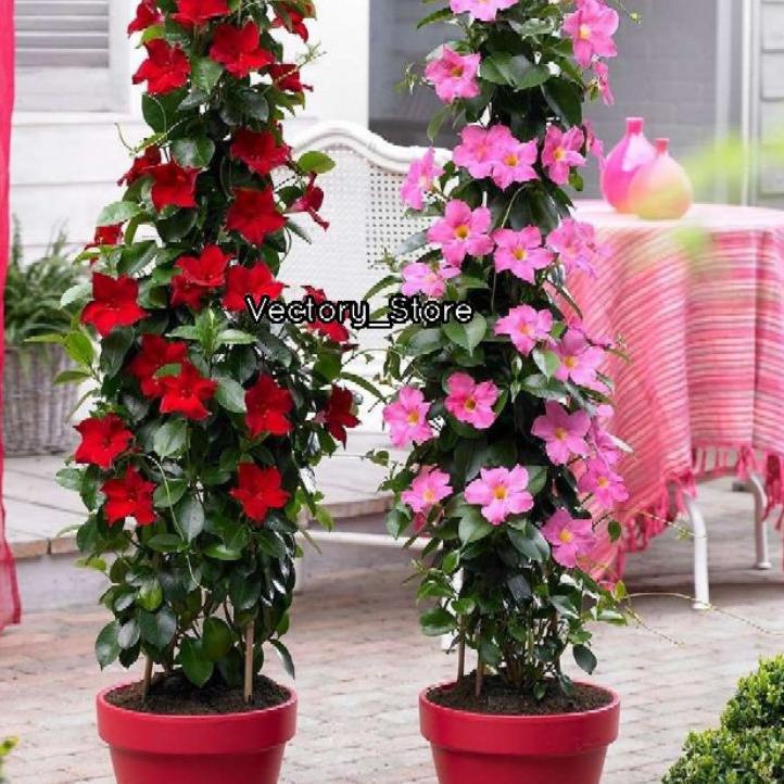 Jual Tanaman Hias Rambat Red Mandevilla Atau Alamanda Merah Rimbun