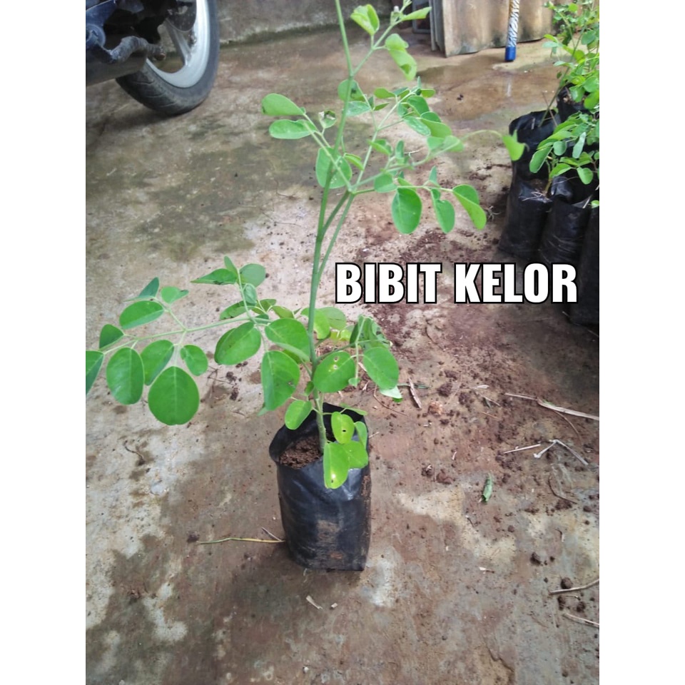 Jual Bibit Herbal Daun Kelor Bibit Moringa Oleifera Siap Tanam