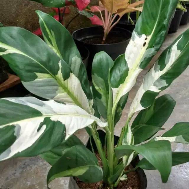 Jual Tanaman Hias Peace Lily Variegata Shopee Indonesia