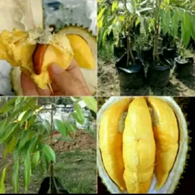 Jual Paket Bibit Durian Musang King Kaki Meter Shopee Indonesia