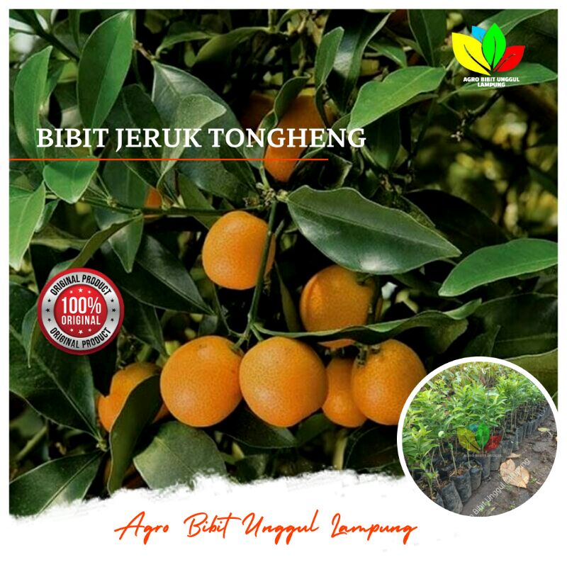 Jual Bibit Jeruk Tongheng Asli Cepat Berbuah Rasa Buah Manis Shopee