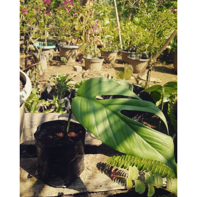 Jual Monstera King Shopee Indonesia