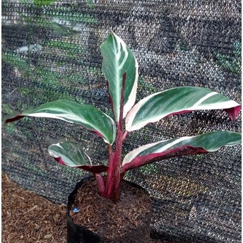 Jual Tanaman Hias Bunga Calathea Kalatea Chalatea Multicolor Merah