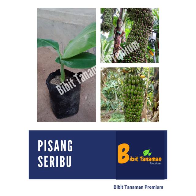 Jual Bibit Pisang Seribu Pisang Unik Bibit Tanaman Premium Shopee