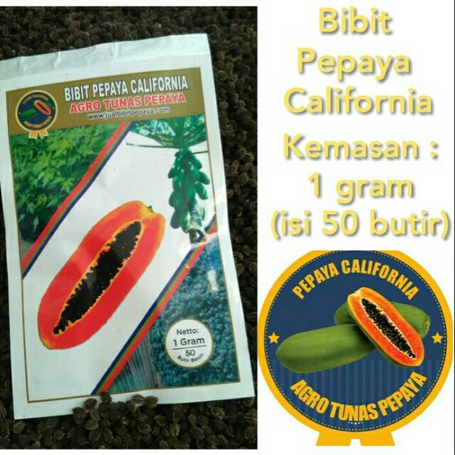 Jual Benih Pepaya California Ipb Kemasan Gram Butir Indonesia