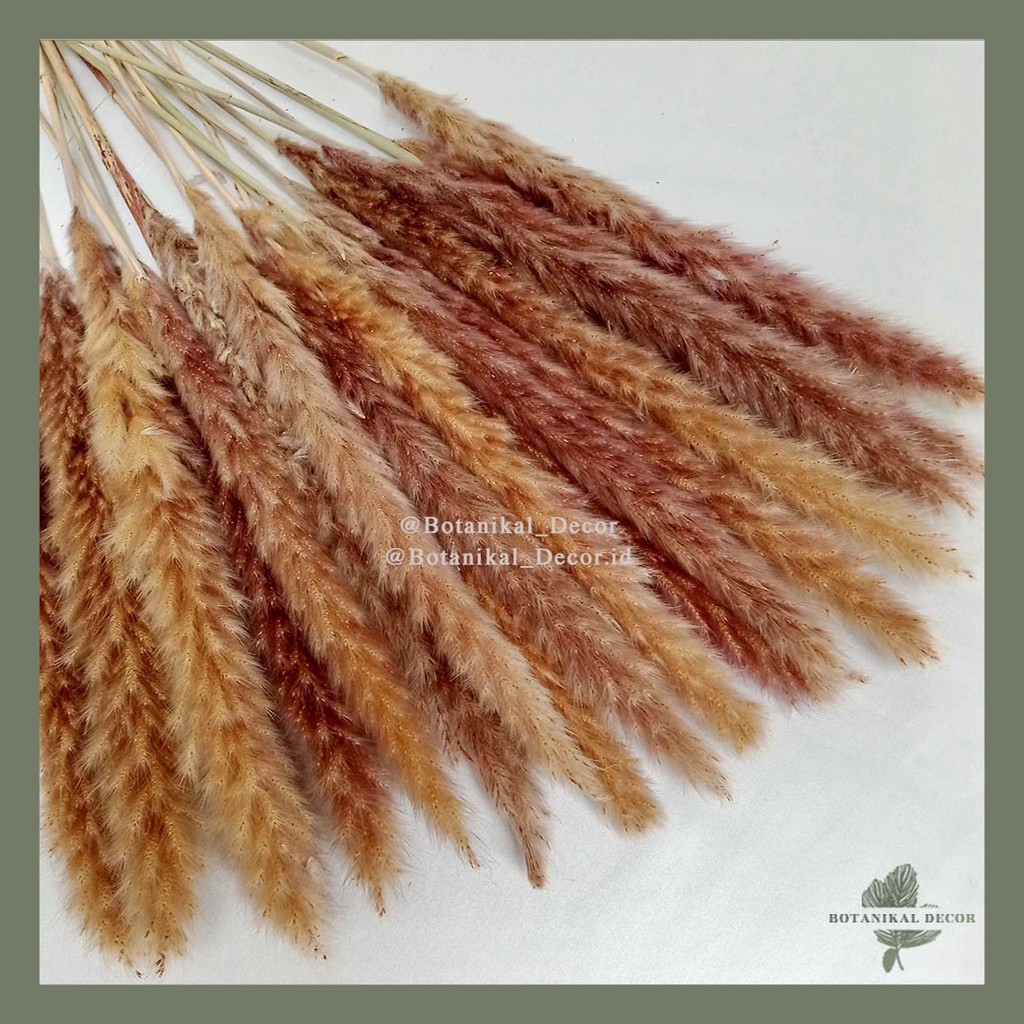 Jual Dried Pampas Grass Brown Natural Pampas Coklat Kering Impor Dekor