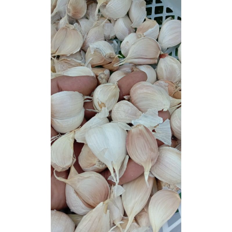 Jual Bawang Putih Kating Sudah Bersih Kg Shopee Indonesia