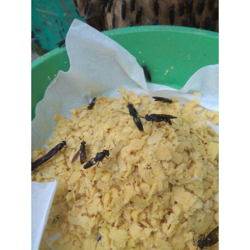 Jual Promo Telur Lalat Maggot Bsf Super Harga Tertera Berat Gr