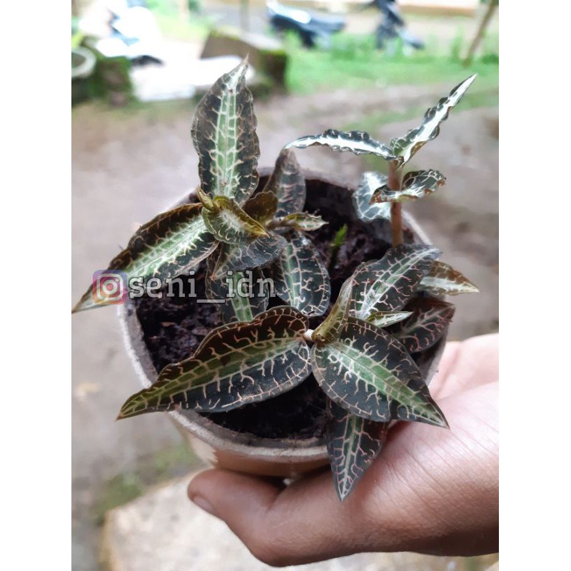 Jual Jewel Orchids Goodyera Tanaman Hias Langka Shopee Indonesia