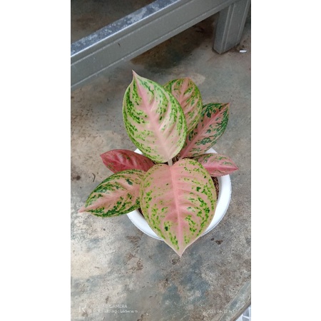 Jual Aglaonema Gadis Size Ukuran Beby Daun Tanian Lokal Shopee