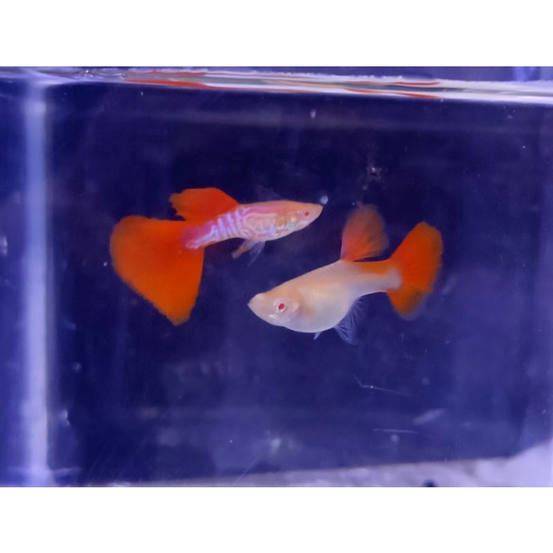 Jual Ikan Hias Guppy Ss Red Tail Sepasang Shopee Indonesia