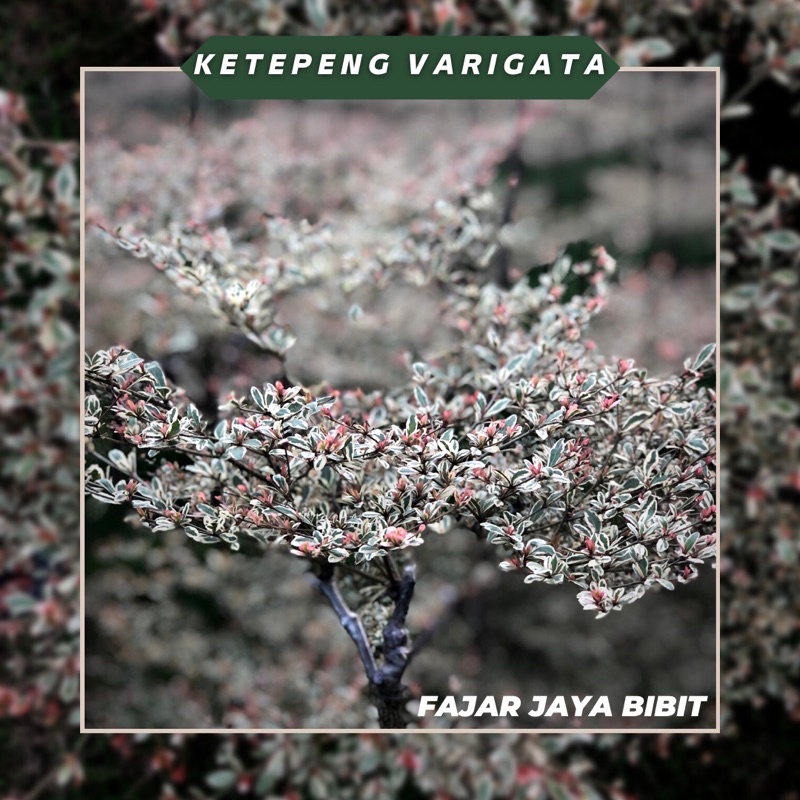 Jual Bibit Ketapang Varigata Ketepeng Variegata Ketapang Kencana