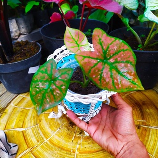 Jual TANAMAN HIAS KELADI CALADIUM GREEN SPIDER Murah Shopee Indonesia