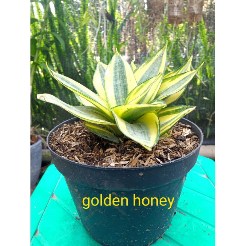 Jual Sansivieria Golden Hahnii Tanaman Hias Pembersih Udara