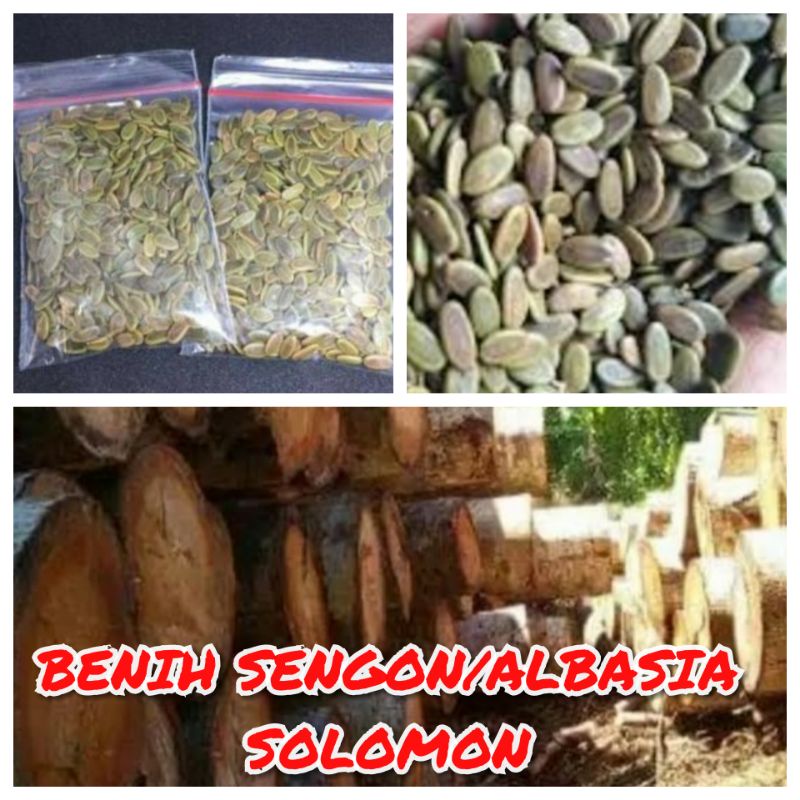 Jual Benih Sengon Solomon Albasiah Super Gr Shopee Indonesia