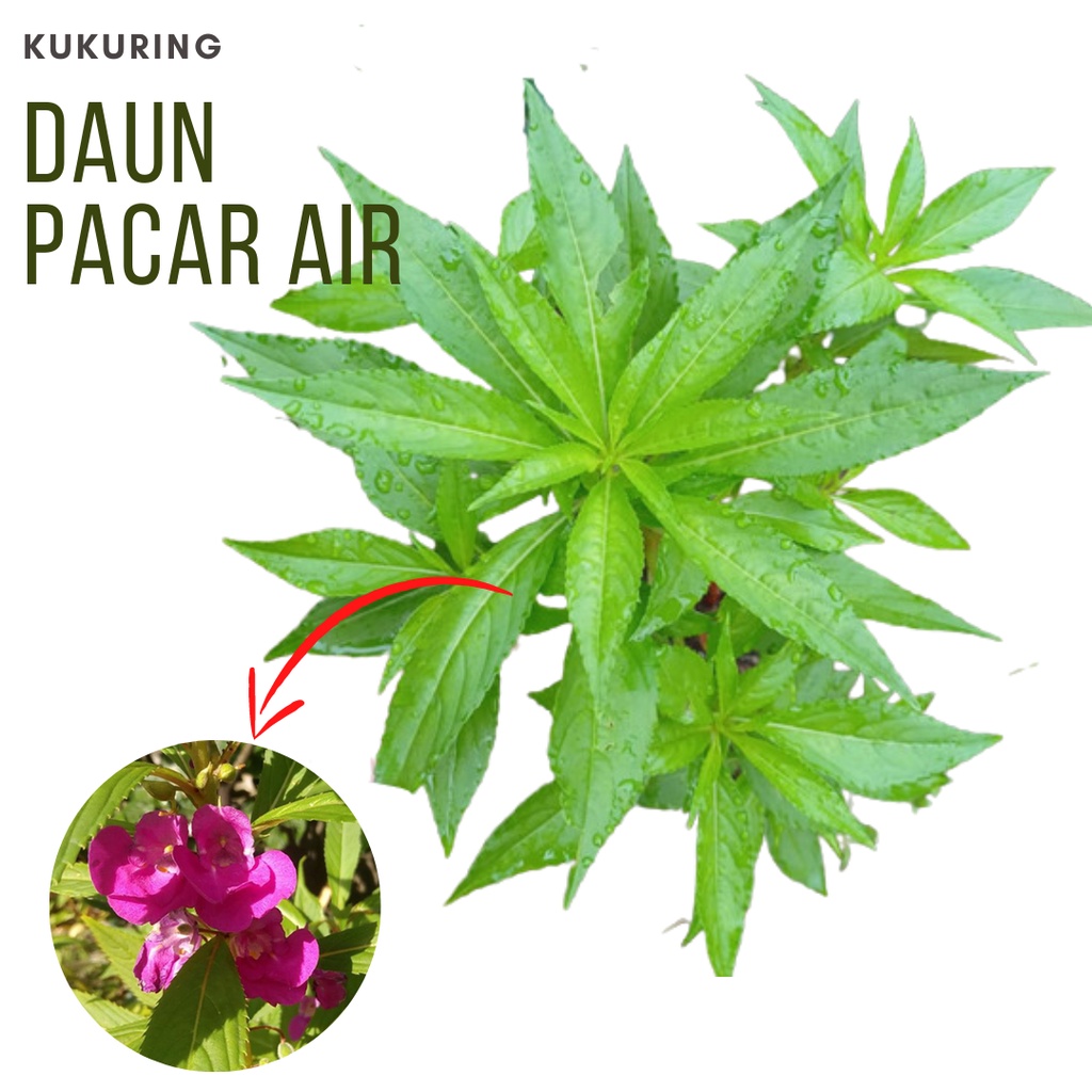 Jual POMO Daun Pacar Air Segar 500 Gram Murah Shopee Indonesia