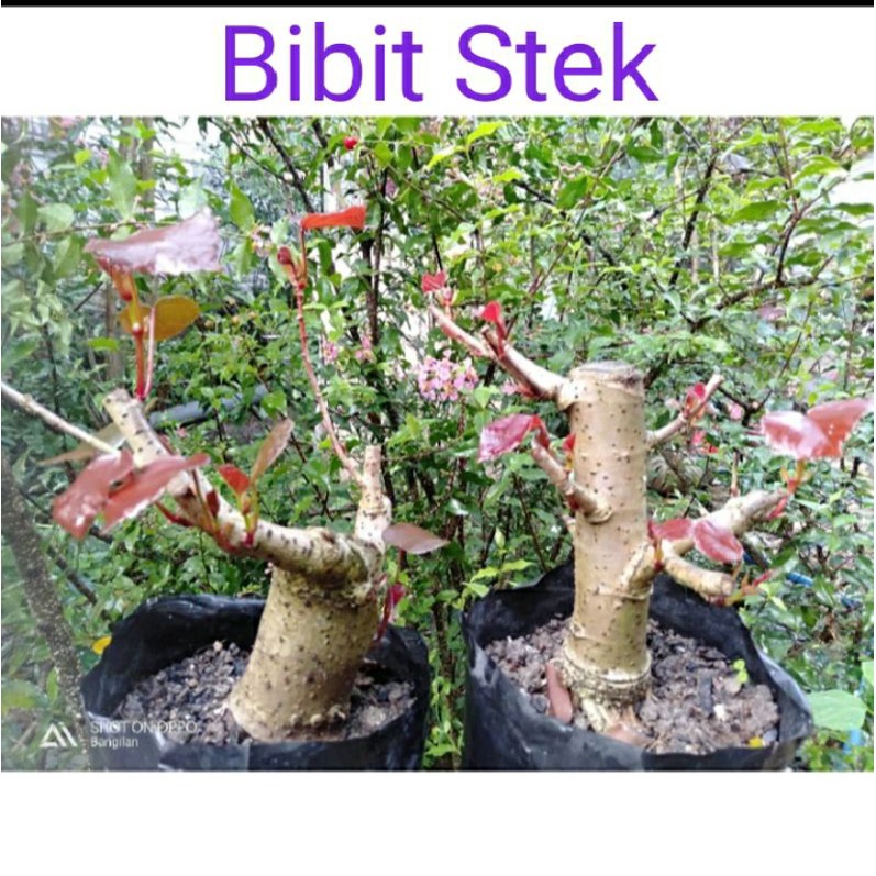 Jual Bibit Stek Waru Merah Indonesia Shopee Indonesia