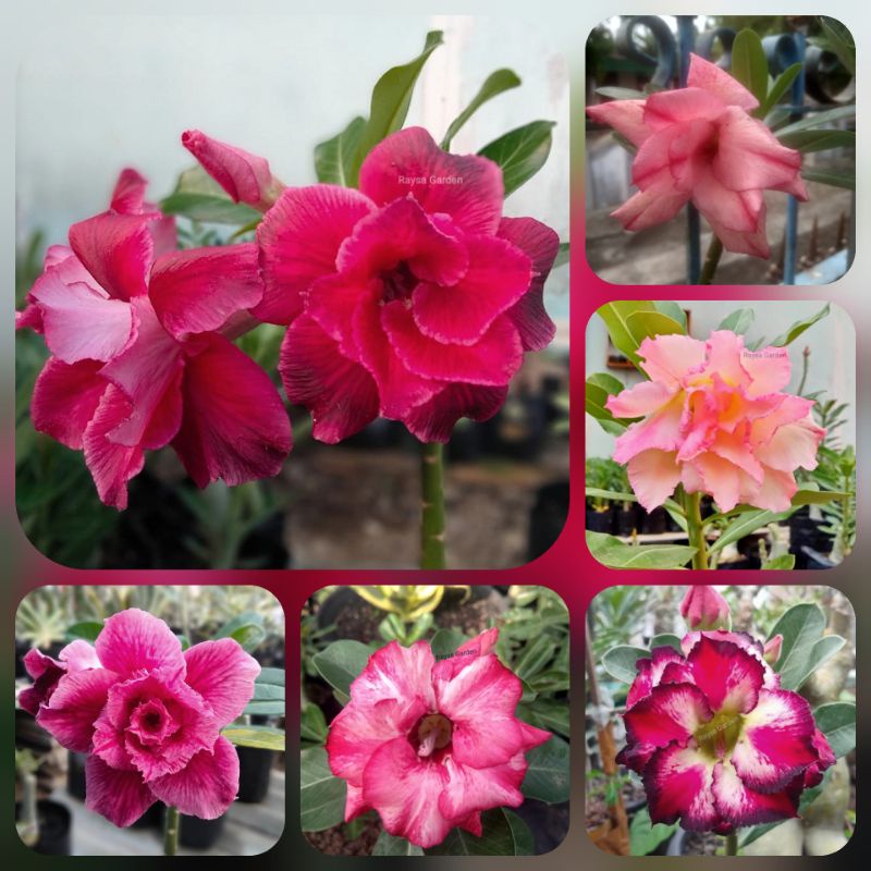 Jual Entres Adenium Bunga Tumpuk Murah Siap Grafting Shopee Indonesia