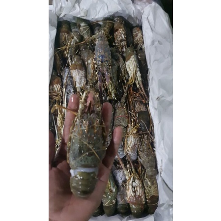 Jual Lobster Mati Fresh K Beku Shopee Indonesia