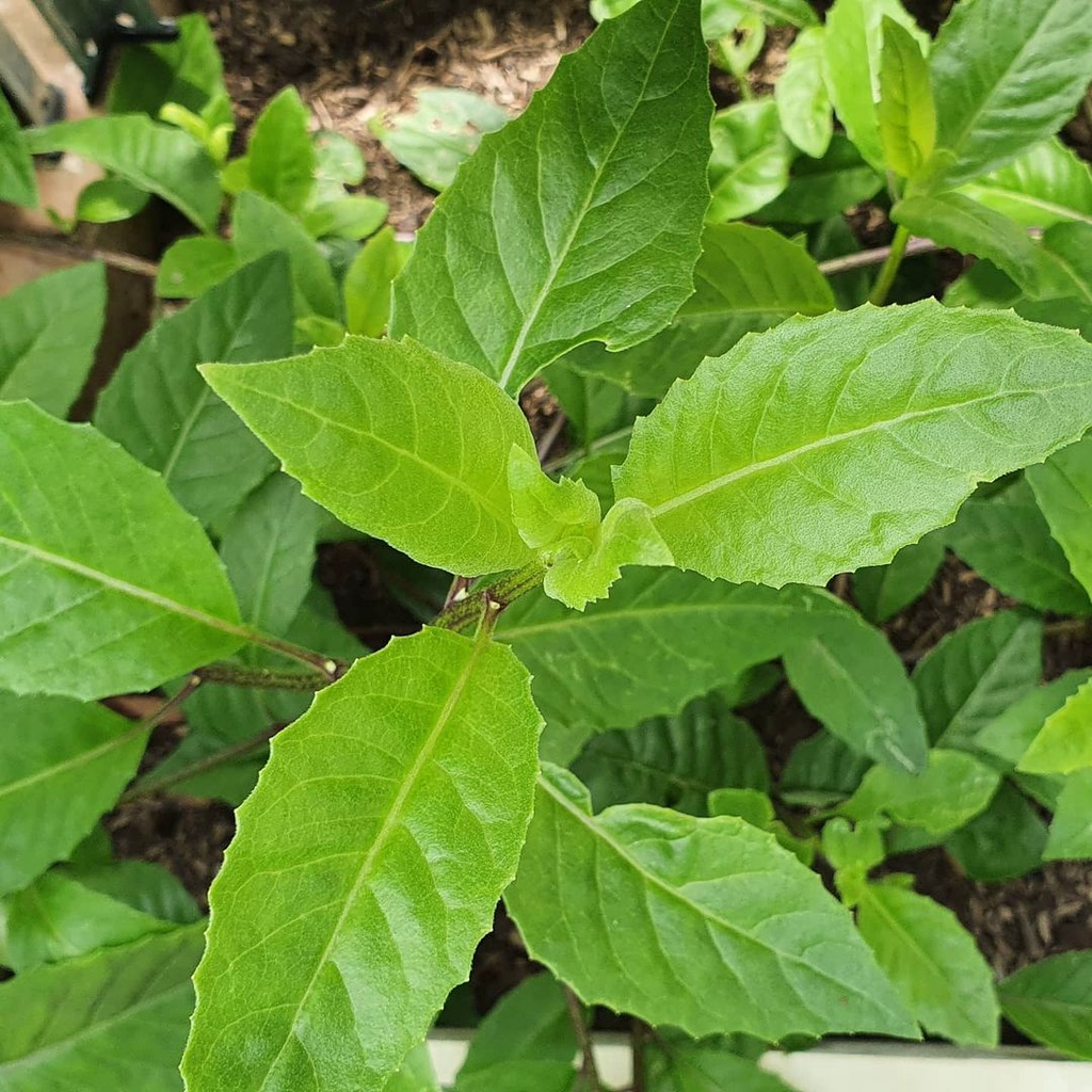 Jual Tanaman Herb Daun Sambung Nyawa Sambung Nyowo Gynura