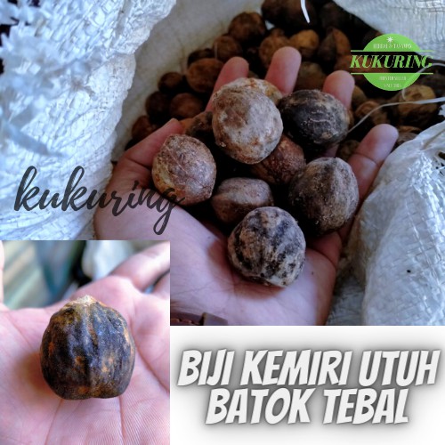 Jual Biji Kemiri Utuh 500gram Muncang Masih Ada Batok Tebal Untuk