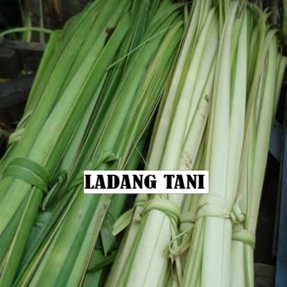 Jual Daun Janur Muda Daun Kelapa Shopee Indonesia