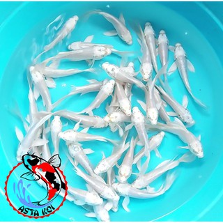 Jual Ikan Koi Platinum Kumpay Slayer Shopee Indonesia