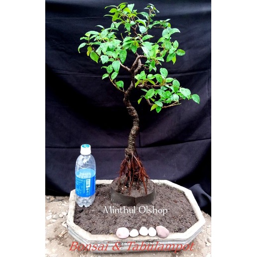 Jual Bonsai Beringin Preh Iprik Bonggol Besar Sesuai Foto Daun Sudah