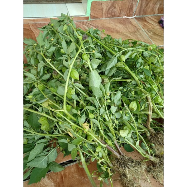 Jual Jual Daun Ciplukan Atau Cecenet Dari Akar Batang Daun Buah Segar