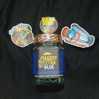 Jual PAKET BUNDLING MAGGOT SUPER MAGGOT EXTRA BLUE ORIGINAL BANG