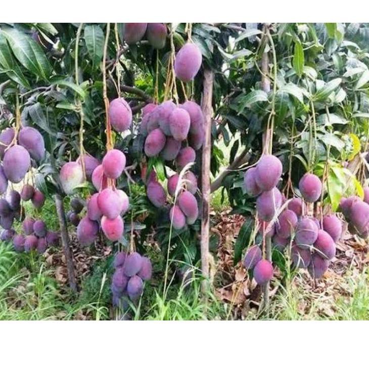 Jual TER MANGGA IRWIN OKULASI VIRAL M66G Shopee Indonesia