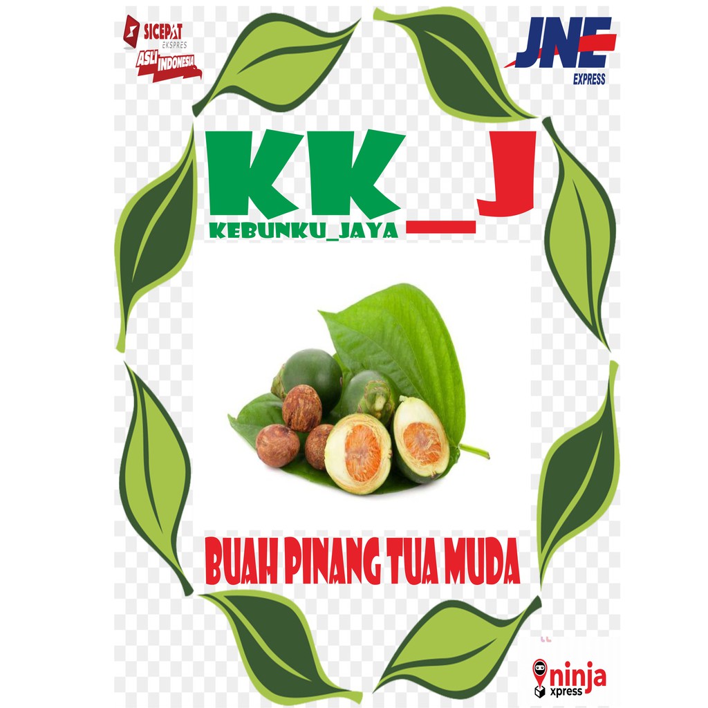 Jual BUAH PINANG MUDA SEGAR 1KG MURAH KEBUNKU JAYA Shopee Indonesia