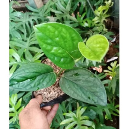 Jual Tanaman Hias Sirih Badak Monstera Karstenianum Philodendron