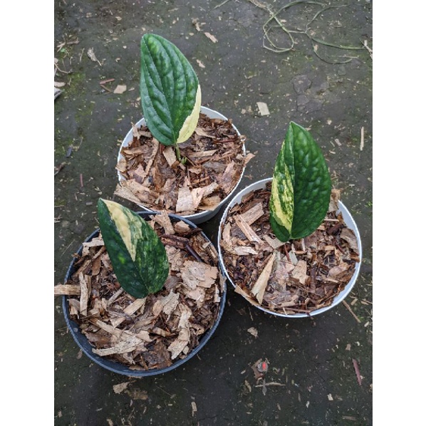 Jual Monstera Karstenianum Variegata Shopee Indonesia