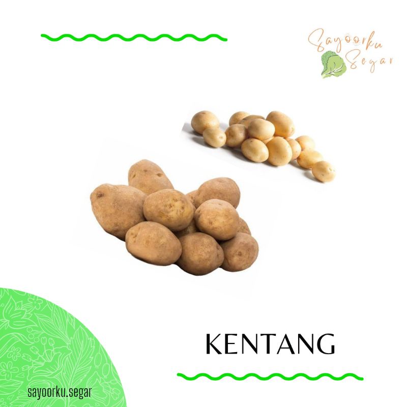 Jual Kentang Besar Kentang Kecil Kentang Baby Kentang Rendang