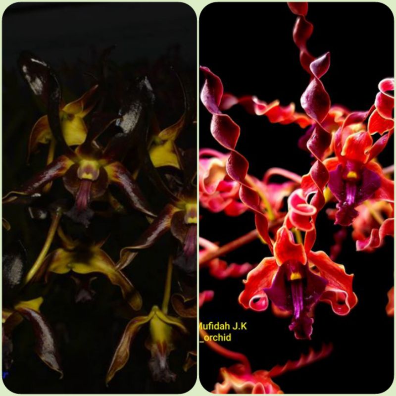 Jual Seedling Anggrek Dendrobium Black Spider X Mufidah JK Indonesia