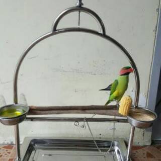 Jual Tangkringan Pangkringan Gantung Stainless Burung Nuri Betet Falk