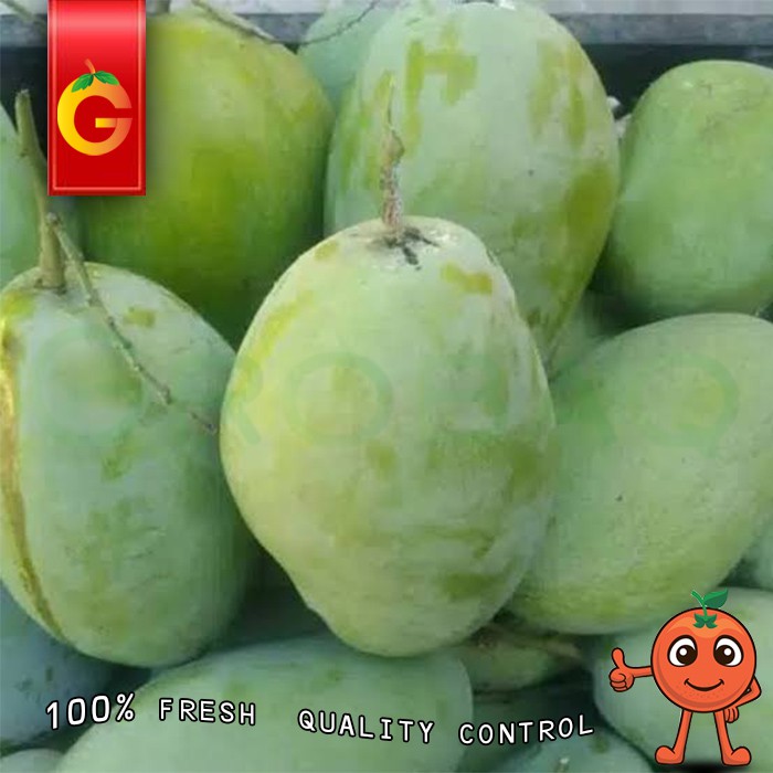 Jual MANGGA INDRAMAYU FRESH 1 KG Shopee Indonesia