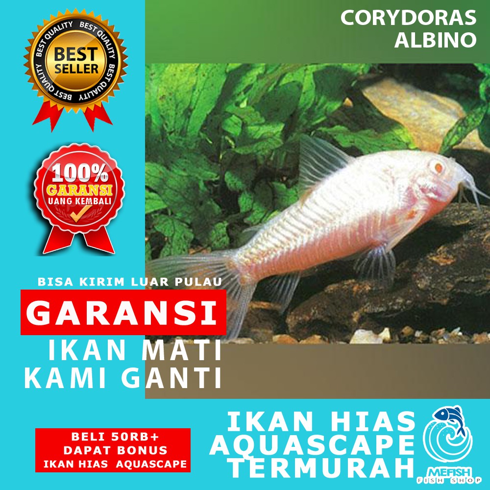 Jual Ikan Hias Murah Aquascape Aquarium Air Tawar Laut MEFISH ID