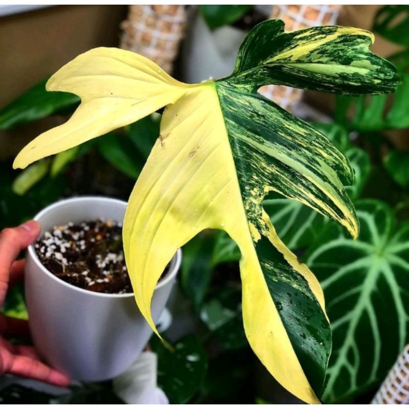 Jual Batang Bonggol Philodendron Florida Varigata Shopee Indonesia