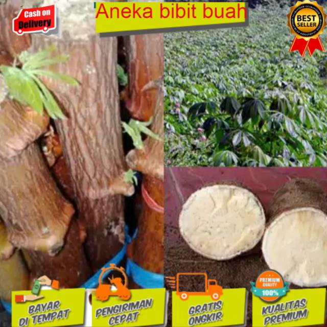 Jual Bibit Singkong Ketela Pohon Super Shopee Indonesia