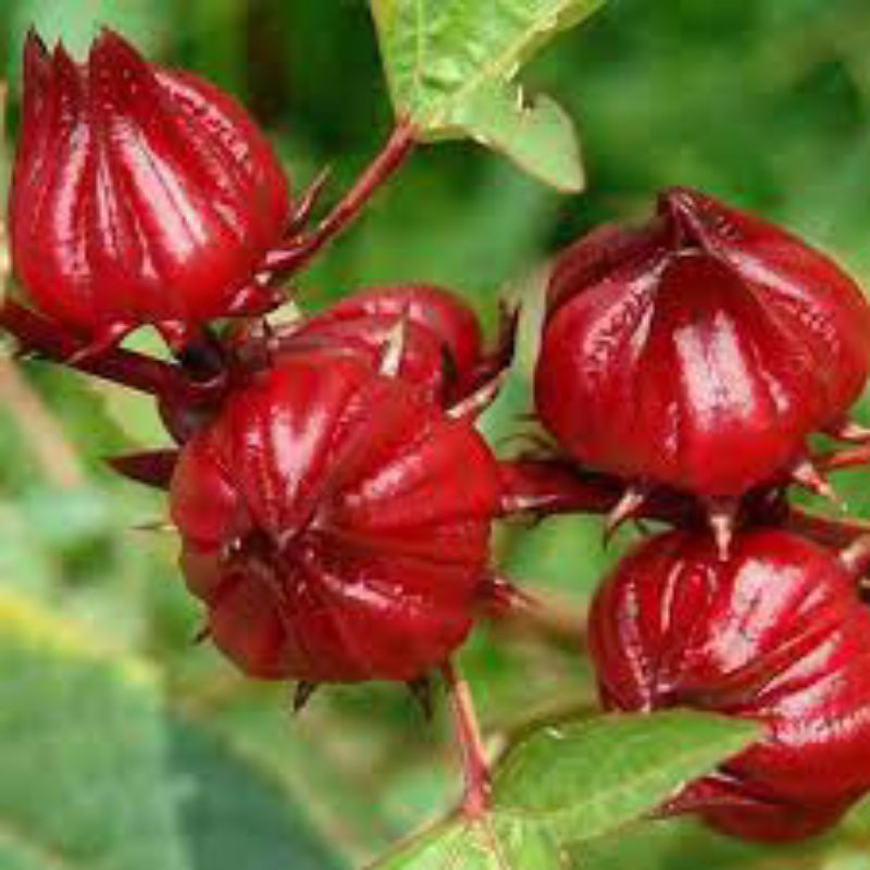 Jual Isi 10 Butir Biji Benih Biji Rosella Merah Tanaman Herbal