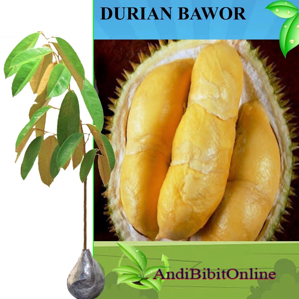 Jual Tanaman Durian Bawor Tinggi Cm Shopee Indonesia