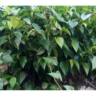 Jual Daun Sirih Fresh Segar Langsung Petik Dari Kebun Tumbuh Alami