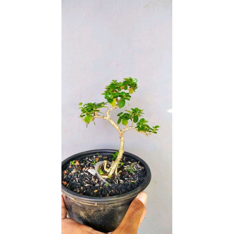 Jual Bonsai Sancang Mame Hidup Shopee Indonesia