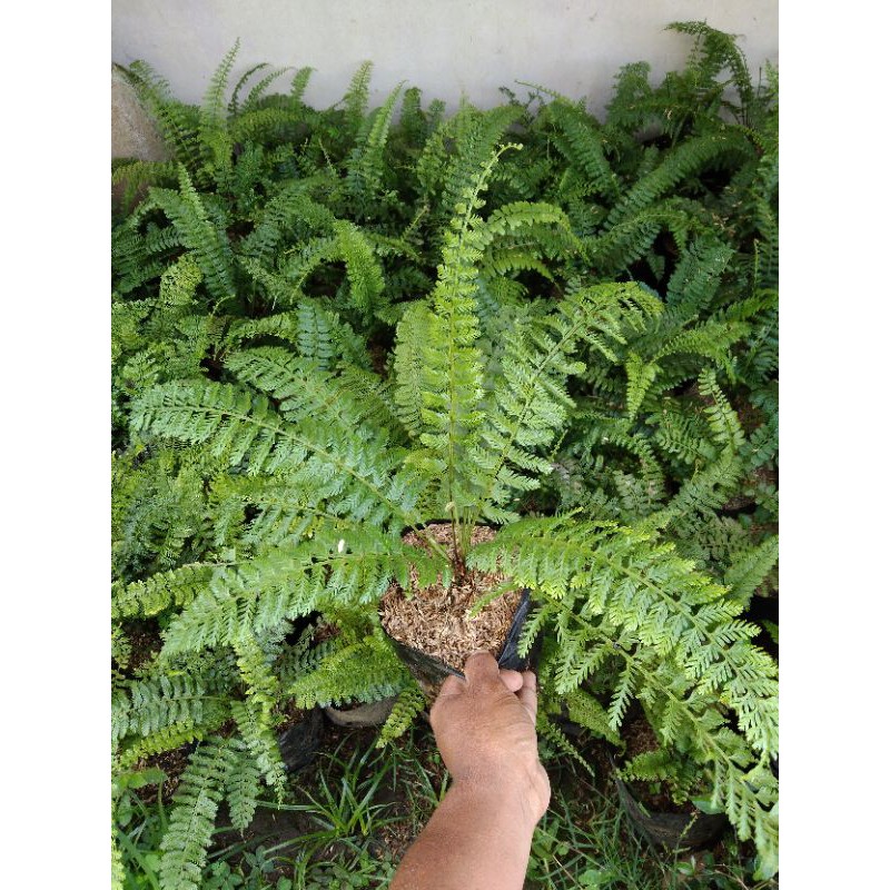 Jual Tanaman Hias Pakis Pakis Asplenium Thunbergii Pakis Lilin Shopee