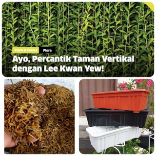 Jual Promo Tanaman Hias Lee Kwan Yew Pot Panjang Sekam Paket