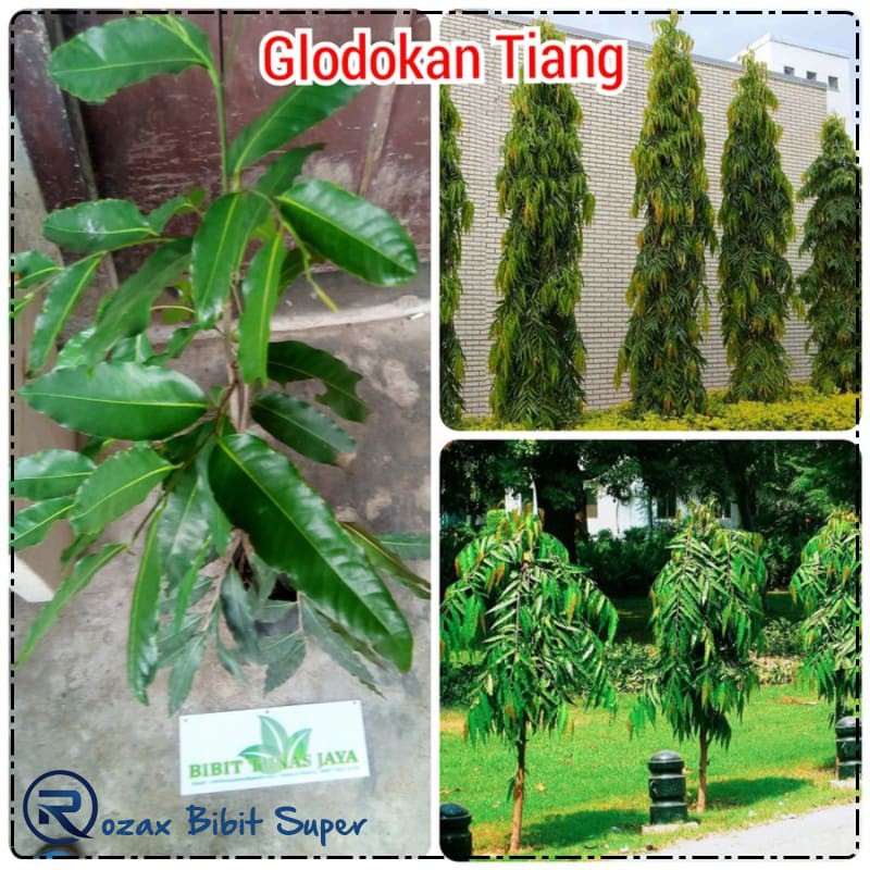 Jual Promo Tumbuhan Glodokan Tiang Tanaman Hias Pagar Shopee Indonesia