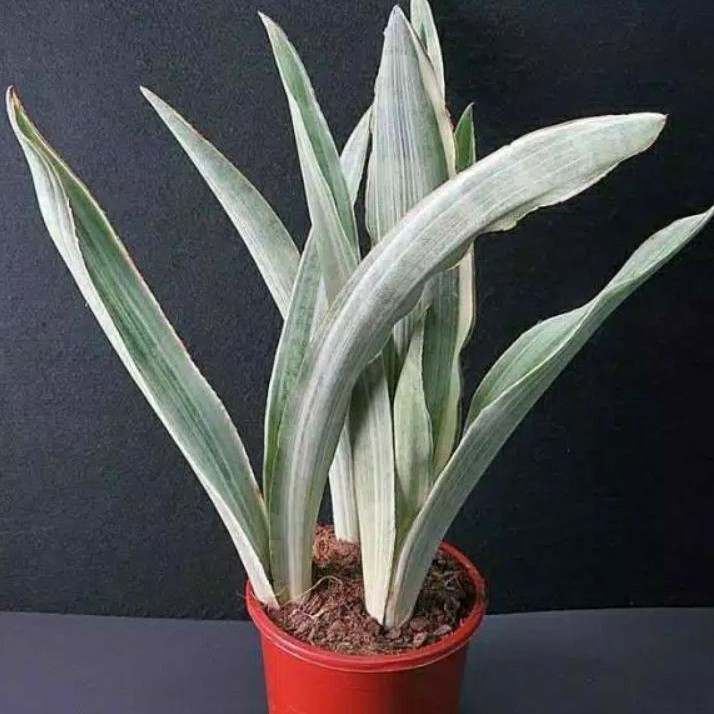 Jual Tanaman Hias Lidah Mertua Silver Sansevieria Silver ALDI TAMAN