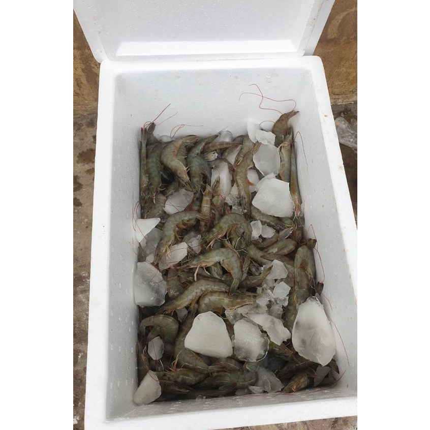 Jual Udang Vaname Fresh Frozen Ukuran 70 Kecil Shopee Indonesia